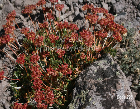 Sulphur-Colored Buckwheat